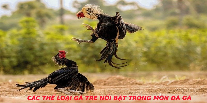 Các thể loại gà tre nổi bật trong môn đá gà