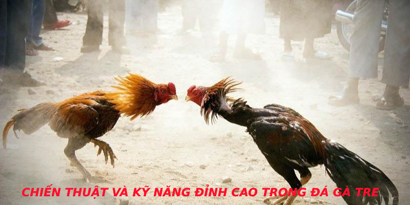 Chiến thuật và kỹ năng đỉnh cao trong đá gà tre