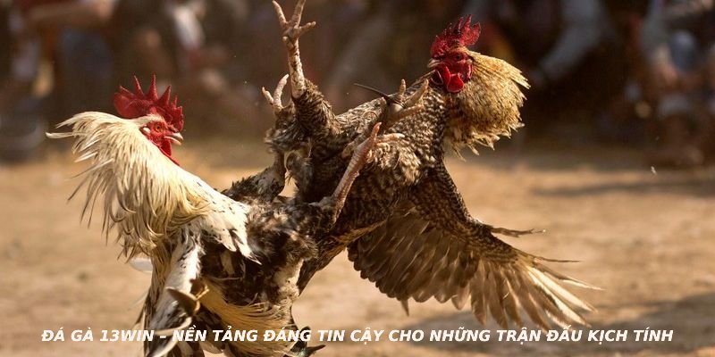 Đá gà 13WIN – nền tảng đáng tin cậy cho những trận đấu kịch tính