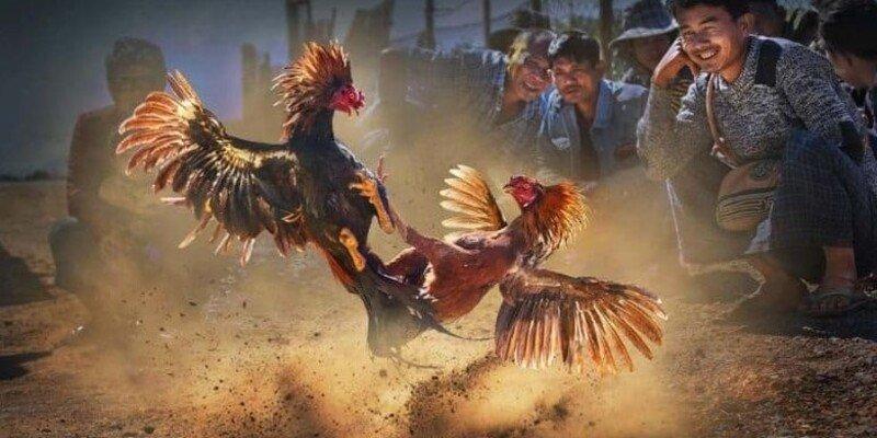 đá gà cựa sắt