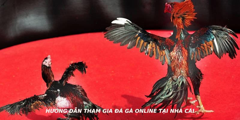 Hướng dẫn tham gia đá gà online tại nhà cái 