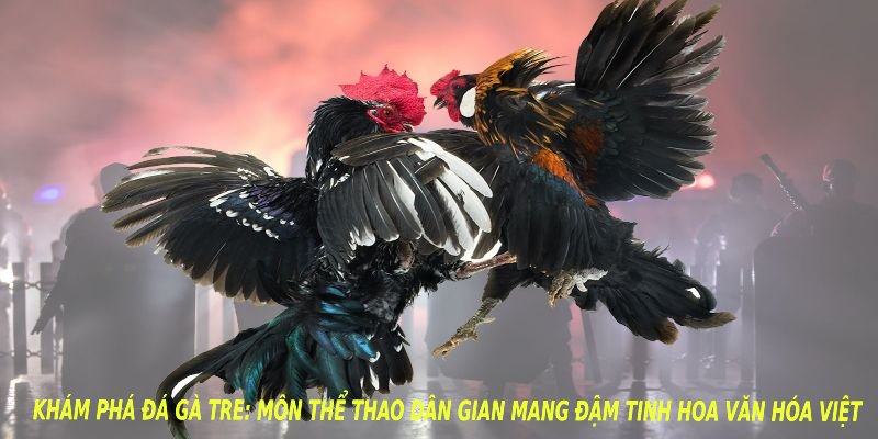 Khám phá đá gà tre: môn thể thao dân gian mang đậm tinh hoa văn hóa việt