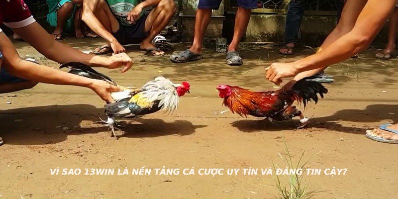 Vì sao 13WIN là nền tảng cá cược uy tín và đáng tin cậy?