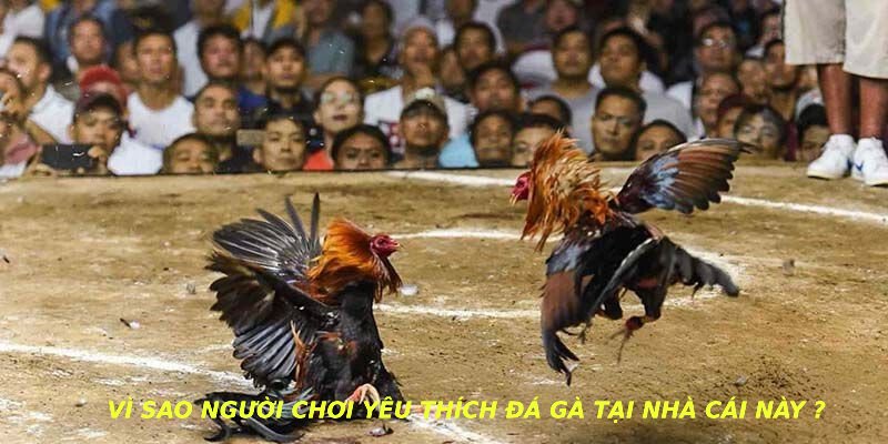 VÌ sao người chơi yêu thích đá gà tại nhà cái này ?