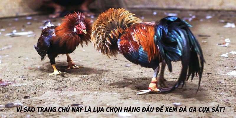 Vì sao trang chủ này là lựa chọn hàng đầu để xem đá gà cựa sắt? 